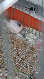 Diamanti mandarino novelli