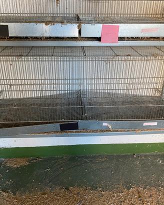 Gabbie da cova e riproduzione 120x60x60