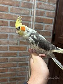 Calopsite allevata a mano pezzata