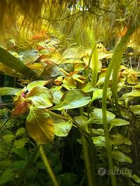 ludvigia repens pianta rossa facile + omaggio