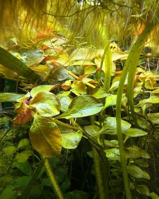 ludvigia repens pianta rossa facile + omaggio