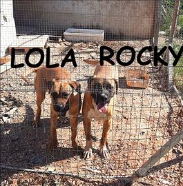 Rocky e Lola similboxer di 1 anno