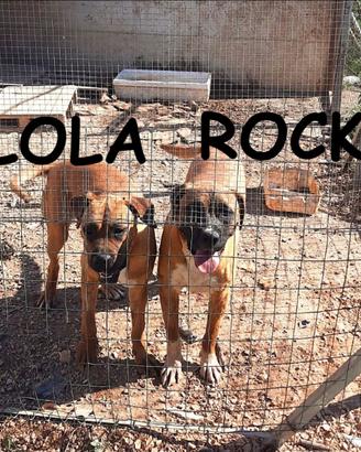 Rocky e Lola similboxer di 1 anno
