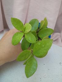 Hoya Chouke