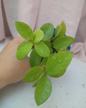 Hoya Chouke