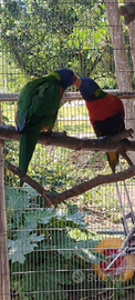 Coppia lori arcobaleno