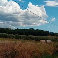 Cinigiano terreno 18 ettari con magazzino ed annes