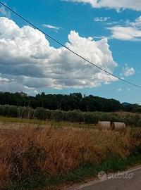 Cinigiano terreno 18 ettari con magazzino ed annes