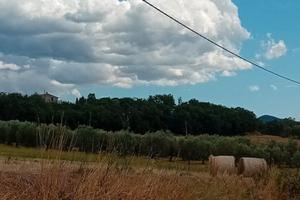 Cinigiano terreno 18 ettari con magazzino ed annes