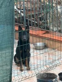 Cucciolone Pastore Tedesco Grigione