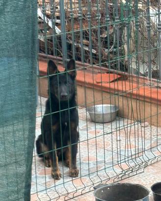 Cucciolone Pastore Tedesco Grigione