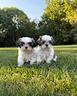 cuccioli-di-shihtzu-shi-tzu-shih-tzu