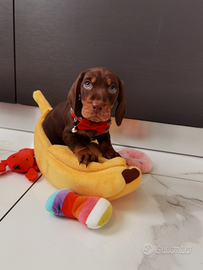 Cucciolo Bassotto Nano CIOCCOLATO 2 mesi