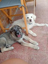 NEVE e LUPO cuccioli TG grande