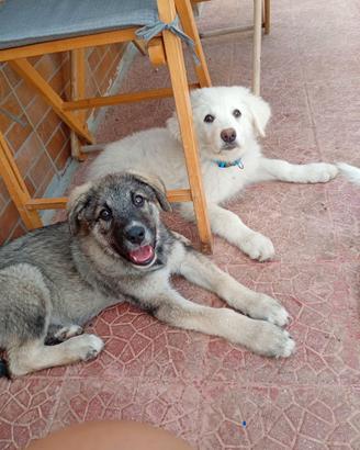 NEVE e LUPO cuccioli TG grande