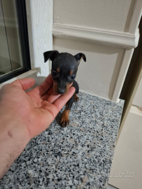 Cuccioli di pincher toy