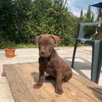 Cuccioli Pitbull disponibili 2 mesi