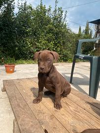 Cuccioli Pitbull disponibili 2 mesi
