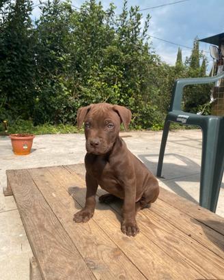 Cuccioli Pitbull disponibili 2 mesi