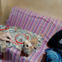 Femmina per fare accompagnare il cane