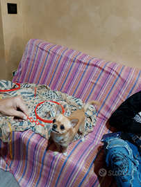 Femmina per fare accompagnare il cane