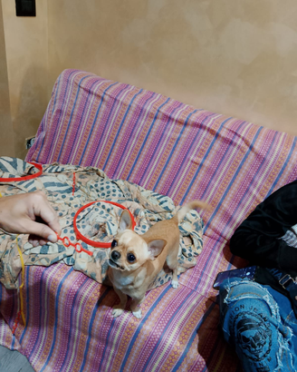 Femmina per fare accompagnare il cane