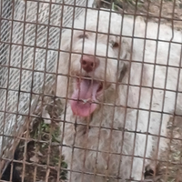 Cucciolone lagotto