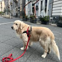 Cane per accoppiamento