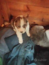 Cuccioli di pastore scozzese