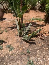 Piante grasse siciliane Cereus forbesii