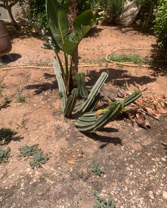 Piante grasse siciliane Cereus forbesii