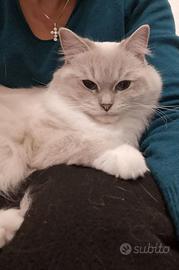 Ragdoll femmina