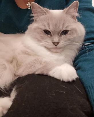 Ragdoll femmina