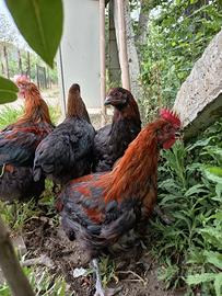 Coppie di marans