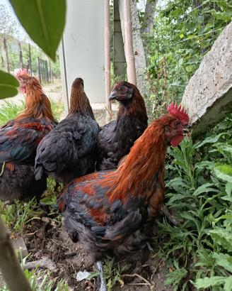 Coppie di marans