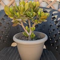 Albero di Giada 27cm