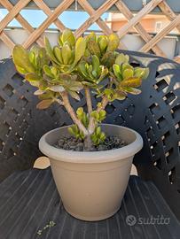 Albero di Giada 27cm