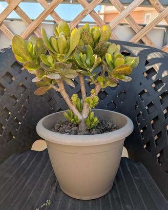 Albero di Giada 27cm