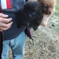 Cuccioli volpino Spitz tedesco