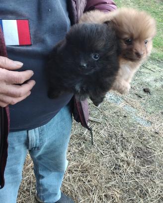 Cuccioli volpino Spitz tedesco