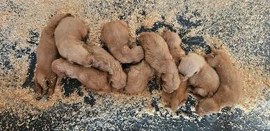 golden retriever linea americana