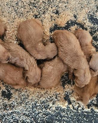 golden retriever linea americana
