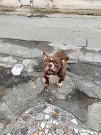 Pittbul pocket per accoppiamento