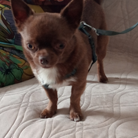Chihuahua per monta