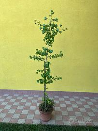 Ginko biloba maschio