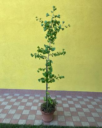 Ginko biloba maschio