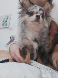 Chihuahua merle monta