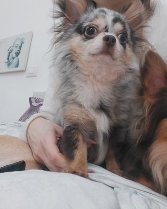 Chihuahua merle monta
