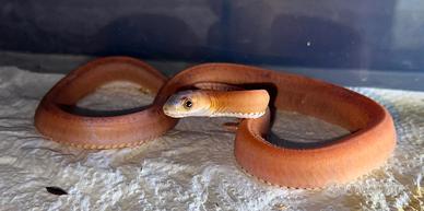 Serpente del grano