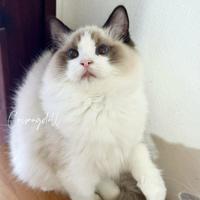 Ragdoll femmina dolcissimi